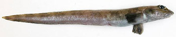 Checker eelpout