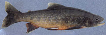 Large-mouthed charr (salvelinus maxillaris)