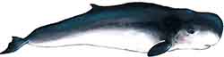 Pygmy sperm whale (Kogia breviceps)