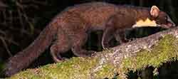 European pine marten (Martes martes)