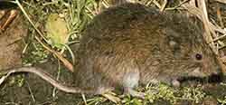 Tundra vole (Microtus oeconomus)